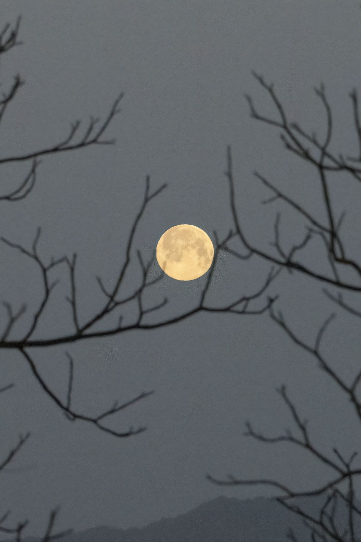 Bulan purnama berwarna keemasan yang dibingkai siluet ranting pohon tanpa daun di langit malam, menggambarkan Hunter's Moon bulan purnama Oktober